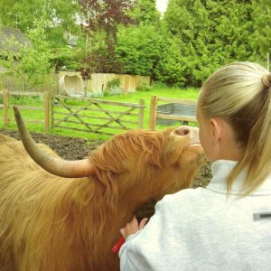 Highland Cow Experience